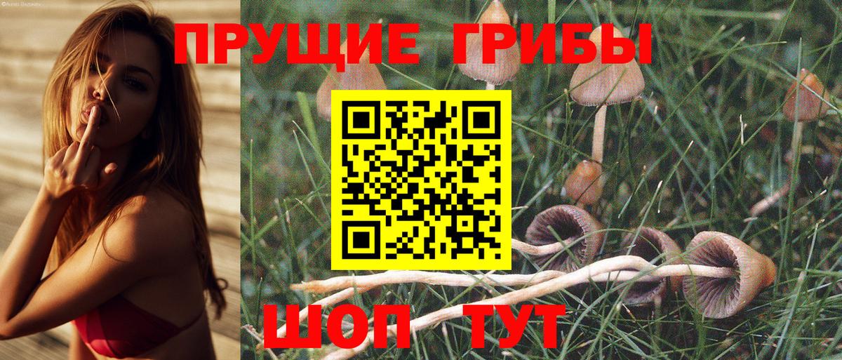 Галлюциногенные грибы Psilocybine cubensis Саранск